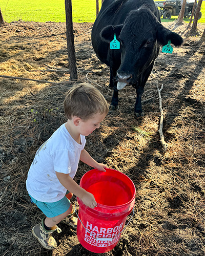 Boy feeding cows.